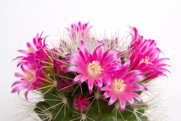 Cactus en flor —  Fotos de Stock