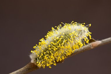 Catkin willow clipart