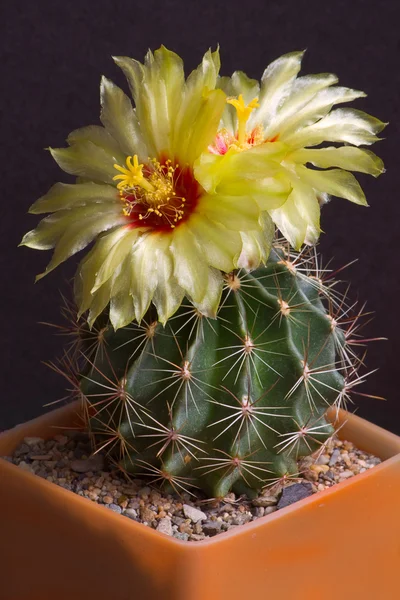 Blommande kaktus — Stockfoto