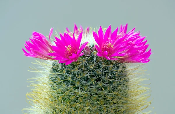 Цветущий кактус — стоковое фото