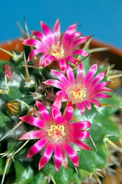 Cactus Con Fiori Sfondo Scuro Mammillaria Immagine Con Profondità Campo — Foto Stock