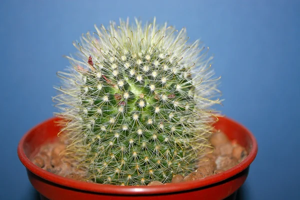 Cactus Pot Dark Background Mammillaria — Stock Photo, Image