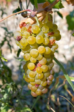 llight üzüm küme arka planını sığ derinlik-in tarla vineyard.an görüntü, yakın.