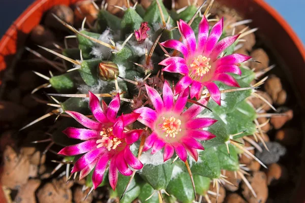 Kaktus Kwiatami Ciemnym Tle Igła Finger Obraz Płytkiej Głębi Ostrości — Zdjęcie stockowe