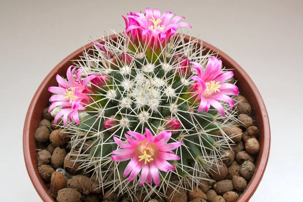 Cactus en flor — Foto de Stock