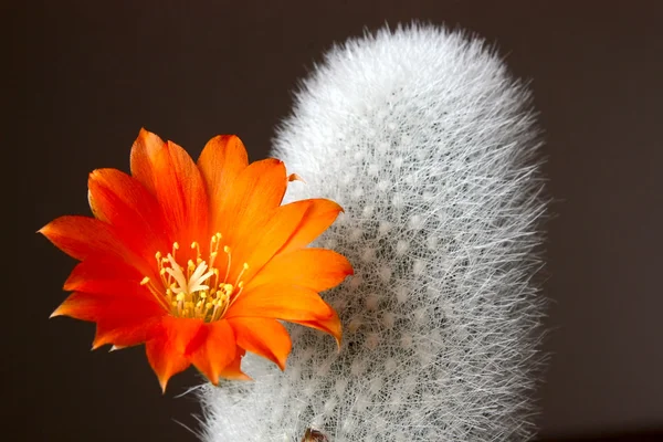 Bloeiende Cactus Donkere Achtergrond Aylostera Een Afbeelding Met Ondiepe Scherptediepte — Stockfoto