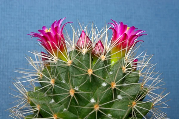 Blooming cactus — Stock Photo, Image