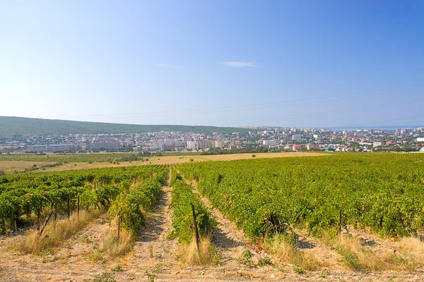 stock image Vineyards