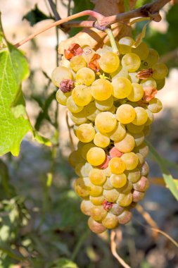 llight üzüm küme arka planını vineyard.image, sığ derinlik-in tarla yakın.