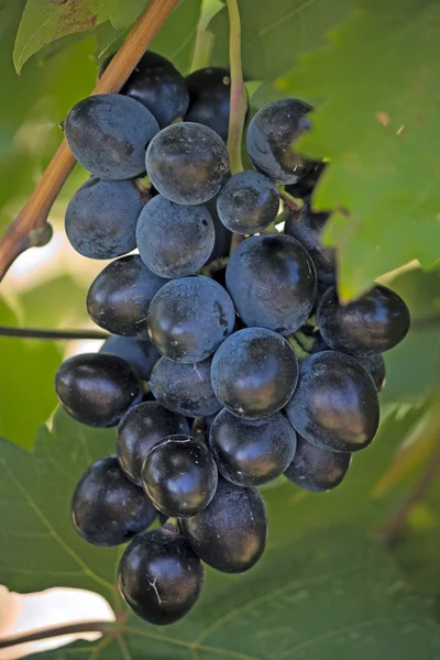 Kilka Ciemnych Grapes Iimage Płytkiej Głębi Ostrości — Zdjęcie stockowe