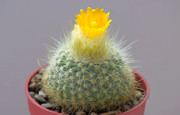 Kvetoucí kaktus — Stock fotografie
