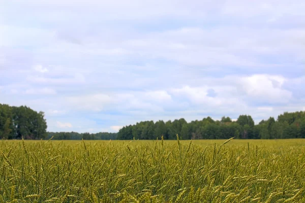 曇り空を背景に小麦の耳の緑 — ストック写真