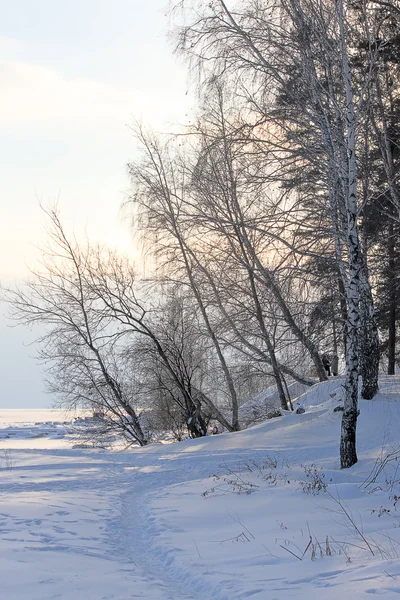Caminos Través Nieve Árboles Invierno Contra Cielo Rusia —  Fotos de Stock