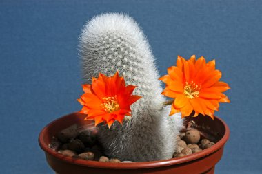 Cactus flowers clipart