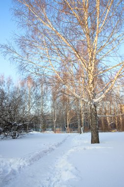 winter park, karlı alan, soğuk gün görünümü.