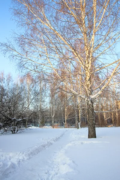 Vista Del Parque Invierno Espacio Cubierto Nieve Día Frío —  Fotos de Stock