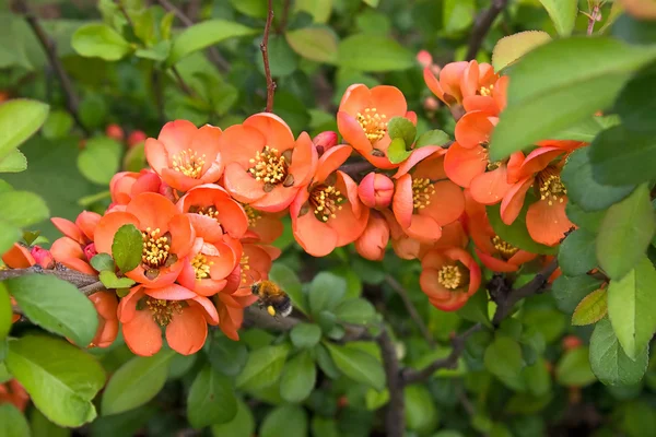 Formar Grupo Flores Vermelhas Arbustos Florescentes Uma Imagem Com Profundidade — Fotografia de Stock