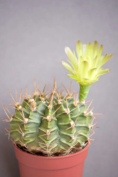 Kwitnący Kaktus Ciemnym Tle Gymnocalycium Obraz Płytkiej Głębi Ostrości — Zdjęcie stockowe