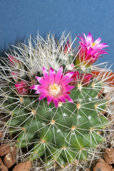 Kaktus Mit Blüten Auf Dunklem Hintergrund Mammillaria Bild Mit Geringer — Stockfoto