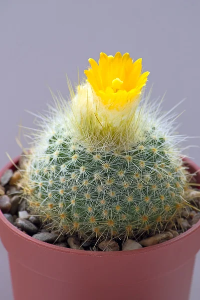 Bloeiende cactus — Stockfoto