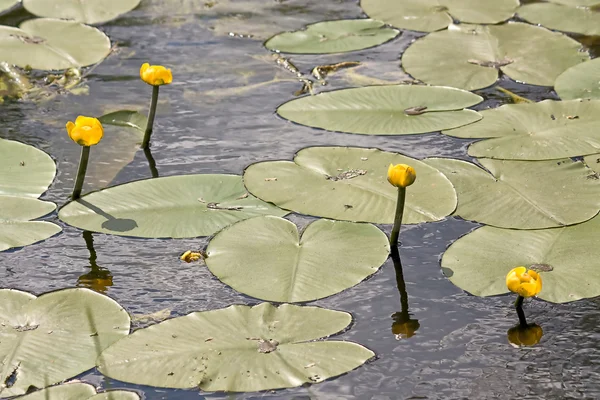 Oppervlak Van Water Rivier Groeien Gele Waterlelies — Stockfoto