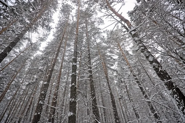 Tall pines — Stockfoto