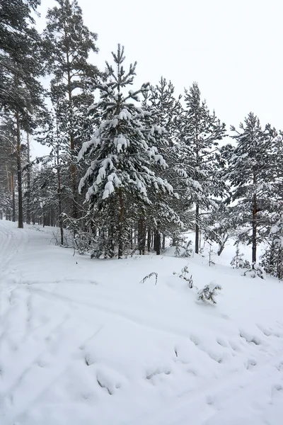 Зимний Пейзаж Лес Снегом Фоне Пасмурного Неба — стоковое фото