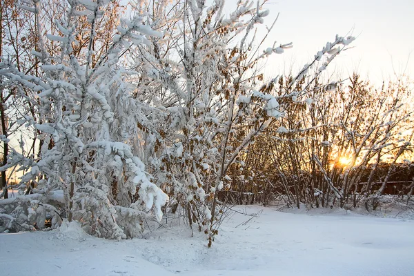 Felle Zon Streaming Takken Van Bomen Bedekt Met Sneeuw — Stockfoto