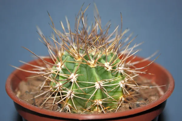 Cactus Pot Dark Blue Background Mammillaria Image Shallow Depth Field — Stock Photo, Image