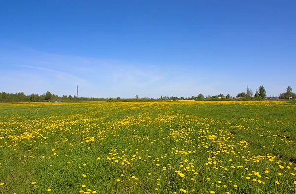 Sommer Großes Feld Von Löwenzahn Und Blauem Himmel — Stockfoto