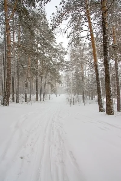 Forêt d'hiver — Photo