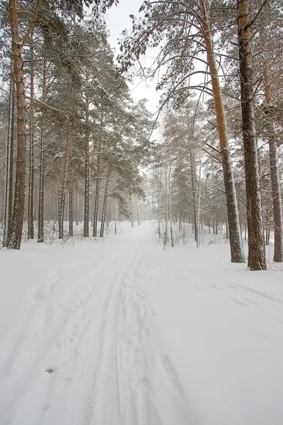 Winterwald — Stockfoto