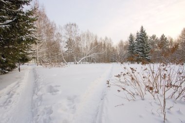 winter park, karlı alan, soğuk gün görünümü.