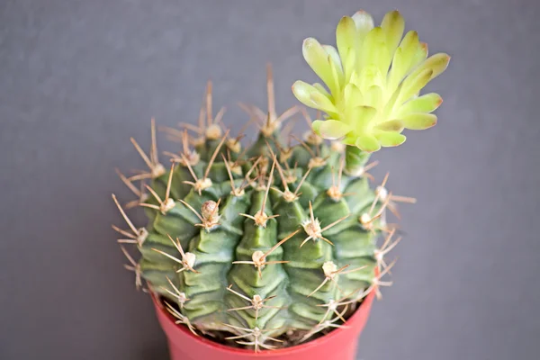 Kaktus Mit Blüte Auf Dunklem Hintergrund Gymnocalicium Image Mit Geringer — Stockfoto