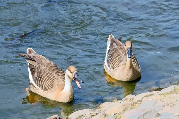 Two geese — Stock Photo, Image