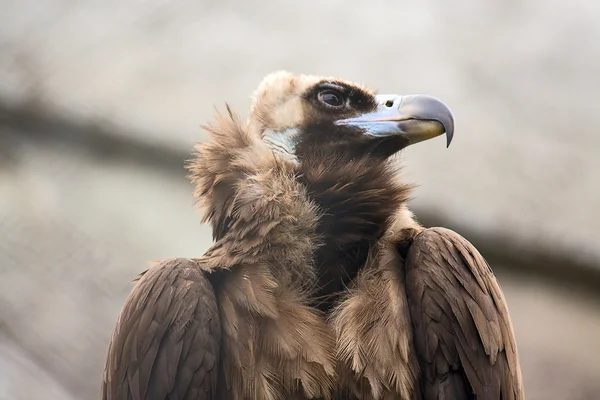 stock image Bird of prey