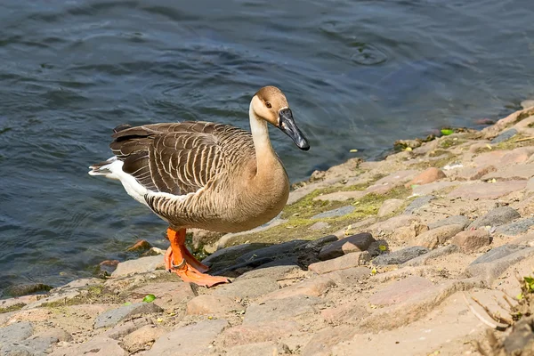 Geese near water — Stock Photo, Image