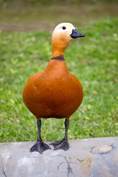 Pato lombardo — Foto de Stock