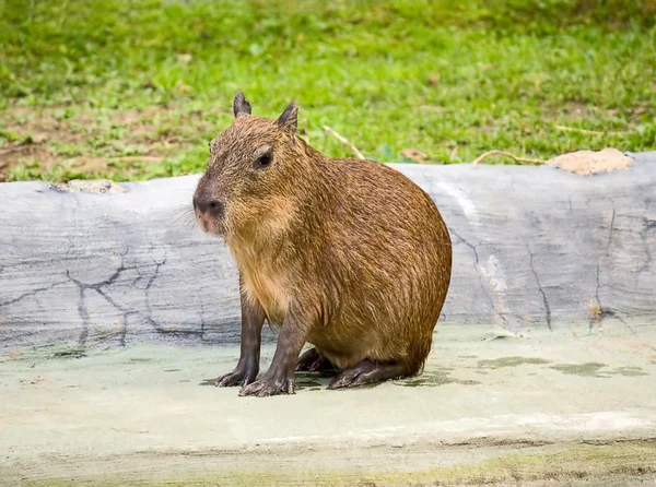 Capibara. — Foto de Stock
