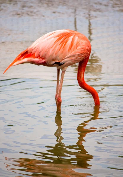 stock image Flamingo