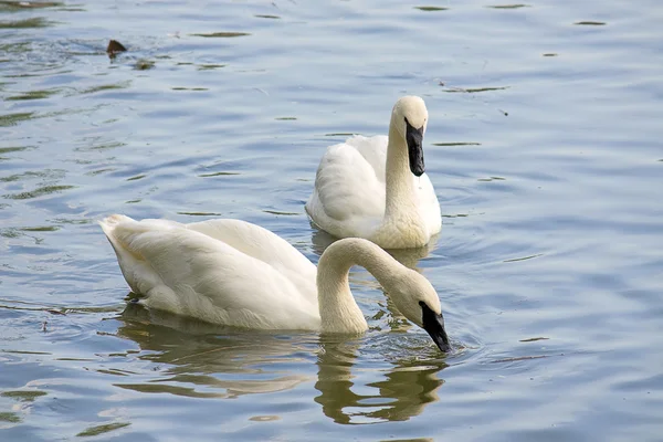 Dos cisnes blancos —  Fotos de Stock