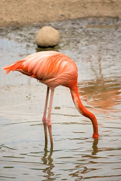 stock image Flamingo