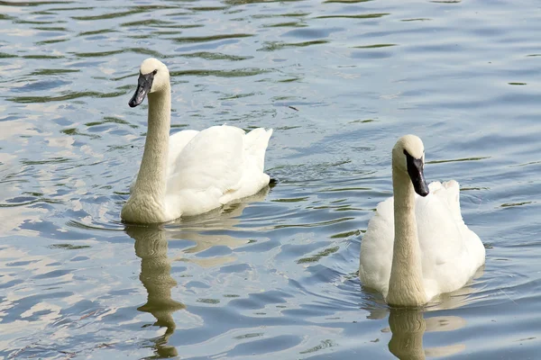 Dos cisnes blancos —  Fotos de Stock