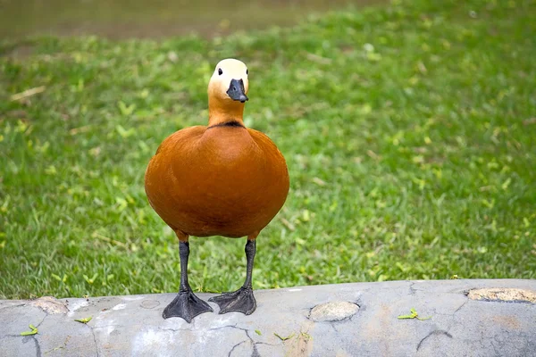 Pato lombardo —  Fotos de Stock