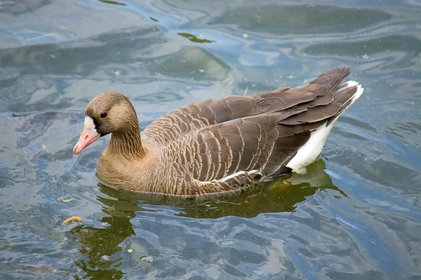 Geese in pond — Stock Photo, Image