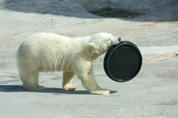 Pequeno urso branco — Fotografia de Stock