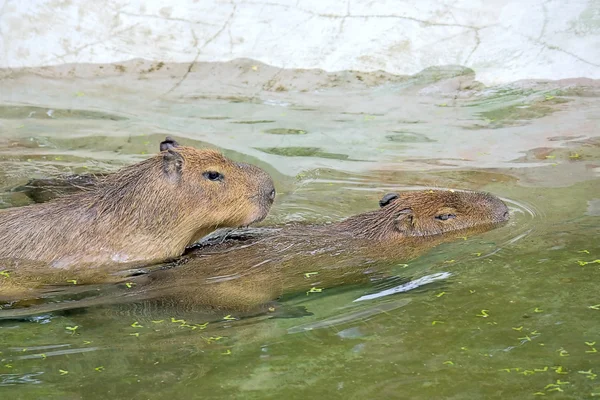Capybaras και αγάπη — Φωτογραφία Αρχείου