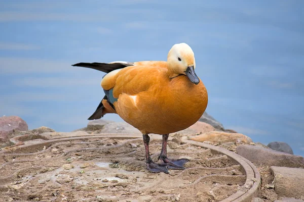 Canard roux — Photo