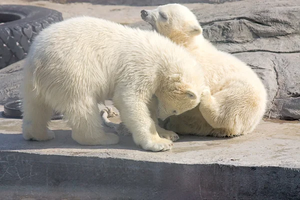 Niedźwiedzie polarne — Zdjęcie stockowe