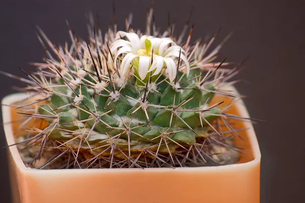 Cactus en flor —  Fotos de Stock
